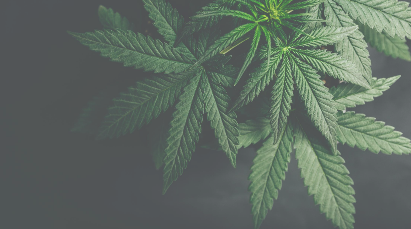 CBD vs Hemp Seed Oil in the beauty world