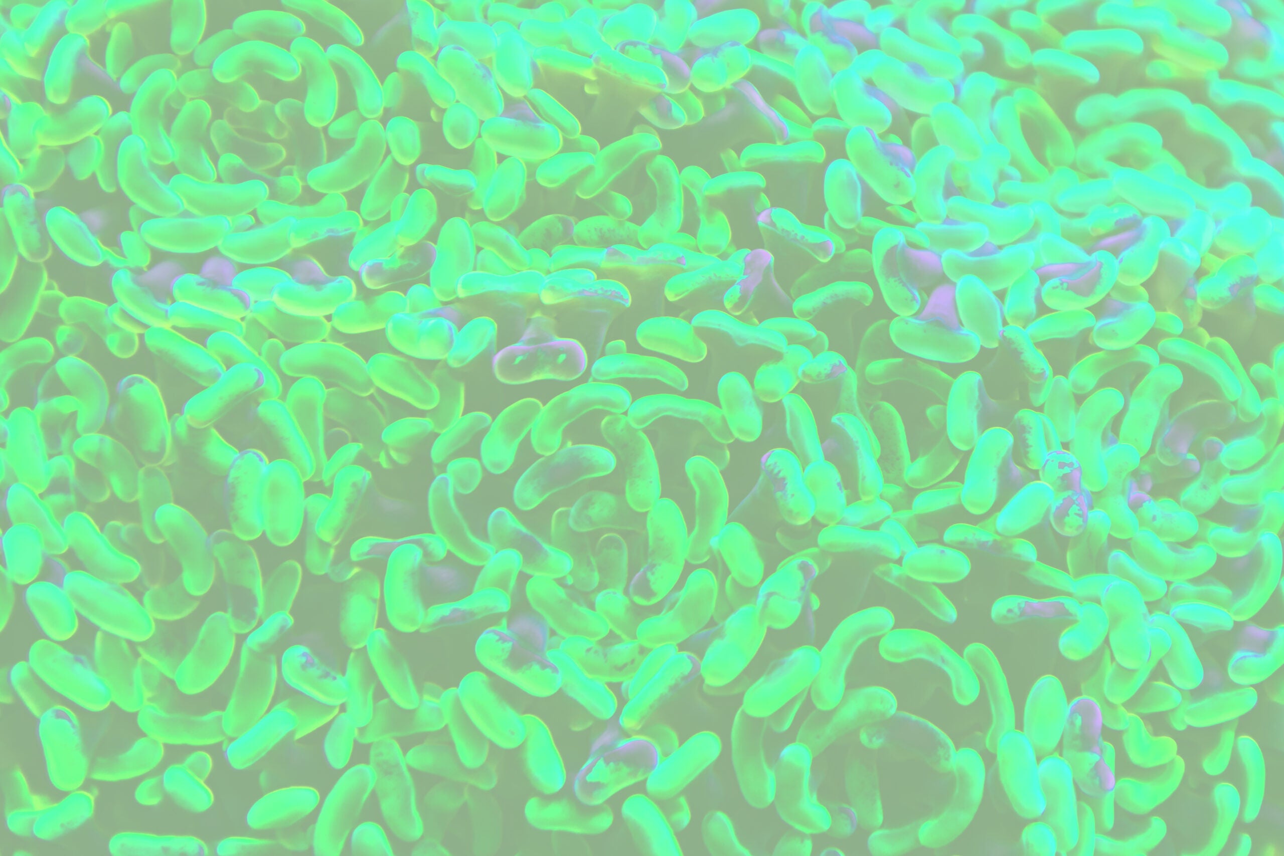 The microbiome: the connection between your gut and your skin
